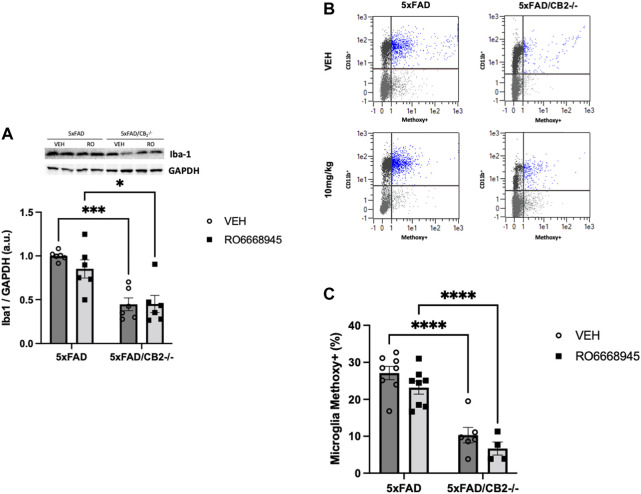 Iba1+ microglia and phagocytic activity is decreased after genetic deletion of the cannabinoid CB2 receptor. Analysis of cortices by western blot (A) and flow cytometry (B,C) revealed no changes associated to the treatment with the agonist together with a significant decrease in Iba1+ microglia (A). Phagocytic activity (B,C) of microglia was significantly impaired in 5xFAD/CB2 -/- mice. Scatter plots of CD11b isolated microglia after intraperitoneal administration of methoxy-X04 are shown (B). Phagocytic capacity was calculated as percentage of methoxy-X04+/CD11b+/CD45lo cells to CD11b+/CD45lo cells (C). Two-way ANOVA followed by Tukey’s post-hoc test. *<p0.05. **<p0.01; ***<p0.001; ****<p0.0001. N = 5–6 mice per group. Data represent mean ± SEM.