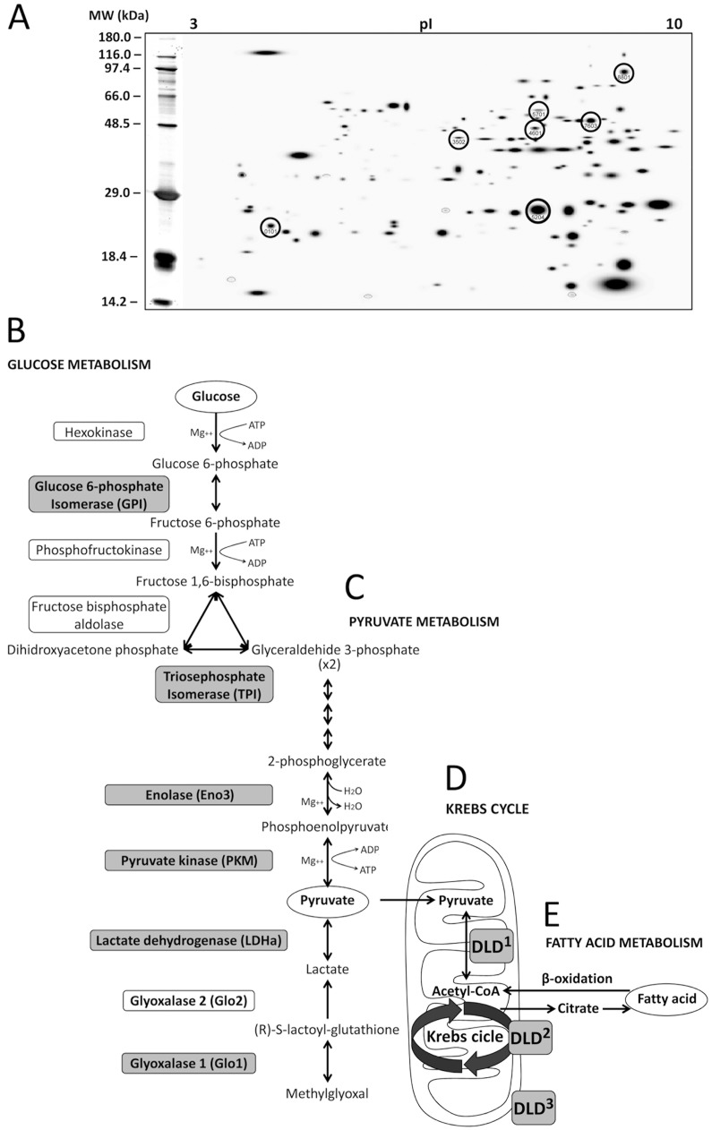 Protein identification and characterization in muscle of DIO rats treated with AM251.Seven proteins in the abdominal muscle of STD, HFD and HCD-fed rats treated with AM251 were identified by using 2-dimensional (2D) electrophoresis and MALDI-TOF/LC-ESI trap mass spectrometry. A) A representative 2D polyacrylamide gel showing the selected spots. B-D) Scheme of the glucose and pyruvate pathways and Krebs cycle showing the step reaction of the seven enzymes identified. E) Fatty acid metabolism. Dihydrolipoamide dehydrogenase (DLD) is an E3 component with dehydrogenase/diaphorase activity of the mitochondrial pyruvate1/α-ketoglutarate2/branched-chain α-ketoacid3 dehydrogenase complexes.