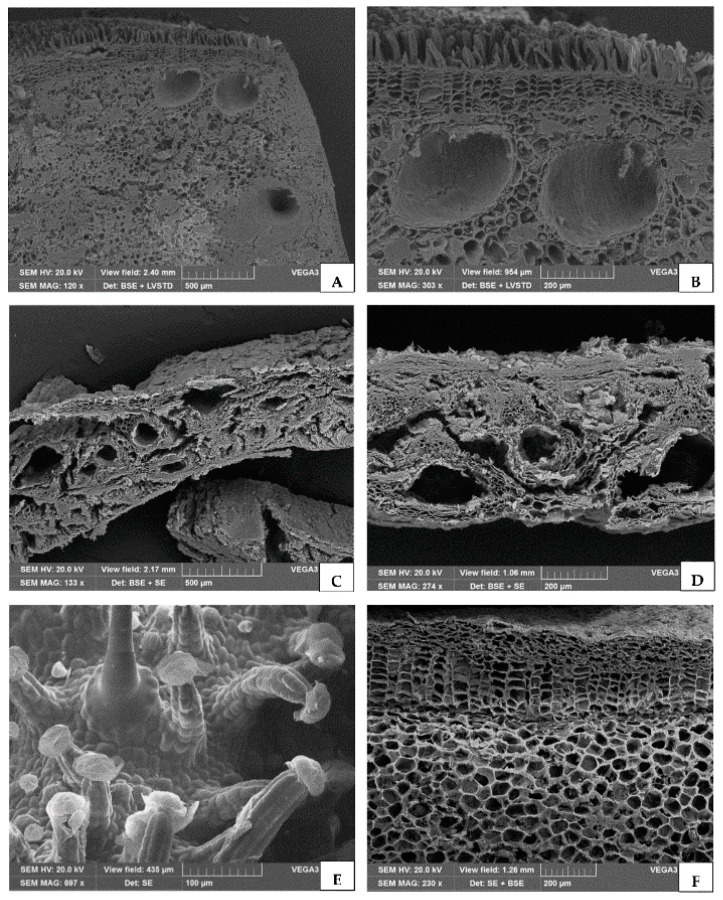 SEM micrographs of different plant tissues used for EO isolation. (A,B) Cross section of a cone scale from Cupressus sempervirens L., showing several resin ducts at different magnifications. (C,D) Particular of the cross section of the mesocarp from the Pistacia vera L. var. Bronte hull, showing many resin ducts. (E) Inflorescences of Cannabis sativa L. var. Futura 75 showing long, multicellular, stalked glandular trichomes with large heads where resin is produced and stored. (F) Section of Zingiber officinale Roscoe rhizome containing oil globules in secretory cells scattered in the parenchyma.