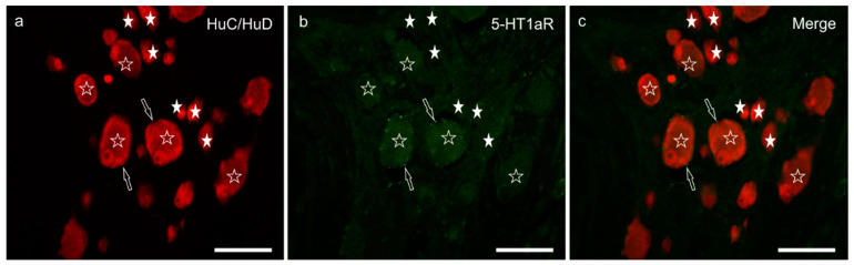5-HT1a receptor immunoreactivity in the myenteric plexus of the pig ileum: (a) HuC/HuD immunoreactive neurons, (b) 5-HT1a receptor immunoreactivity, (c) merge image. The open stars indicate HuC/HuD immunoreactive neurons co-expressing weak 5-HT1a receptor immunoreactivity. The white stars indicate the HuC/HuD immunoreactive neurons, which were 5-HT1a receptor negative. The arrows indicate 5-HT1a receptor immunoreactive varicosities encircling the neuronal cell bodies. Scale bar: 50 µm.