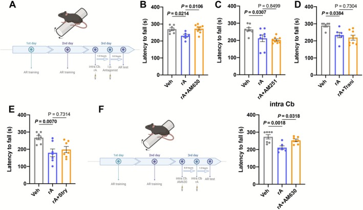 Pharmacological identification of ANXA2 targets in the 4/5 Cb. (A) Schematic diagram on the timeline of systemic drug administration and AR procedure. (B) Effects of AM630 on motor incoordination induced by ANXA2 in mice (n = 6–8). (C) Effects of AM251 on motor incoordination induced by ANXA2 in mice (n = 8). (D) Effects of Tranilast (Trani) on motor incoordination induced by ANXA2 in mice (n = 6 or 8). (E) Effects of Strychnine (Stry) on motor incoordination induced by ANXA2 in mice (n = 7). (F) Schematic diagram on the timeline of intra 4/5 Cb drug administration and AR procedure (left) and effects of AM630 via intra 4/5 Cb injection on motor incoordination induced by ANXA2 in mice (right) (n = 7). Values are represented as means ± SEM. Exact p values are shown.