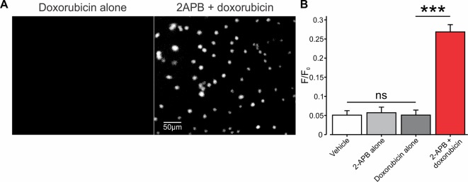 Co-application of 2-APB with doxorubicin leads to facilitated entry of doxorubicin into mouse BNL1 ME cells. (A) Representative epifluorescent images of cultured BNL1 ME cells, 5 min after application 1 µM doxorubicin alone (left) and co-application of 200 μM 2-APB with 1 µM doxorubicin (right). Note that doxorubicin-based fluorescence (see Methods) was detected only when co-applied with 2-APB. (B) Bar graph depicting means ± SEM of changes in intensity of intracellular fluorescence following application of vehicle, 2-APB alone, doxorubicin alone, or doxorubicin together with 2-APB at the indicated concentrations. The values for vehicle and 2-APB alone were measured 30 min after application. 2-APB was then washed out for 30 min, and the values for doxorubicin alone or doxorubicin together with 2-APB were measured after 60 min each. Note that doxorubicin-based intracellular fluorescence was above the noise levels (0.05 F/F0) only after the co-application of doxorubicin with 2-APB. ***p < 0.001, compared to doxorubicin alone, paired t-test, ns, not significant, n = 60 cells, three repetitions.