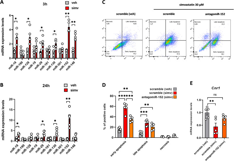 Effect of simvastatin on the expression of miRNAs targeting the Cnr1 gene in C2C12 myoblasts and cell apoptosis in antagomiR-152 transfected cells.Bar graph with individual points showing the expression of indicated miRNAs in C2C12 myoblasts exposed to simvastatin for 3 (A) and 24 (B) h. Each bar is the mean ± S.E.M. from five independent biological samples. * = p ≤ 0.05; **= p ≤ 0.01 versus the indicated experimental group. C Representative images of FACS analysis performed in C2C12 myoblasts transfected with control (scramble) or antagomiR-152 sequences and then exposed vehicle (DMSO) or simvastatin (30 µM) for 24 h. D Bar graph with individual points showing quantification of simvastatin effects on apoptosis and (E) Cnr1 mRNA expression. Each bar is the mean ± S.E.M. from five independent biological samples. * = p ≤ 0.05; ** = p ≤ 0.01; *** = p ≤ 0.01 versus the indicated experimental groups.