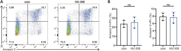 HU-308 has no impact on the apoptosis of CD4+ T cells. Naïve CD4+ T cells were isolated from WT mice and stimulated with anti-CD3/CD28 antibodies. Cells were harvested at 72h for Annexin V/PI staining and flow cytometry analysis with or without 5 µM HU-308. (A) Annexin V/PI staining and flow cytometry were used to investigate the effects of HU-308 on the apoptosis of CD4+ T cells. (B) The proportion of Annexin V-positive and PI-positive (Annexin V+/PI+) and Annexin V-positive and PI-negative (Annexin V+/PI−) cells were summarized. Data are shown as the mean ± SD. of three biological replicates by 2-tailed Student’s t-test.