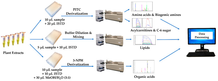 Schematic description of the plant extract analysis process.