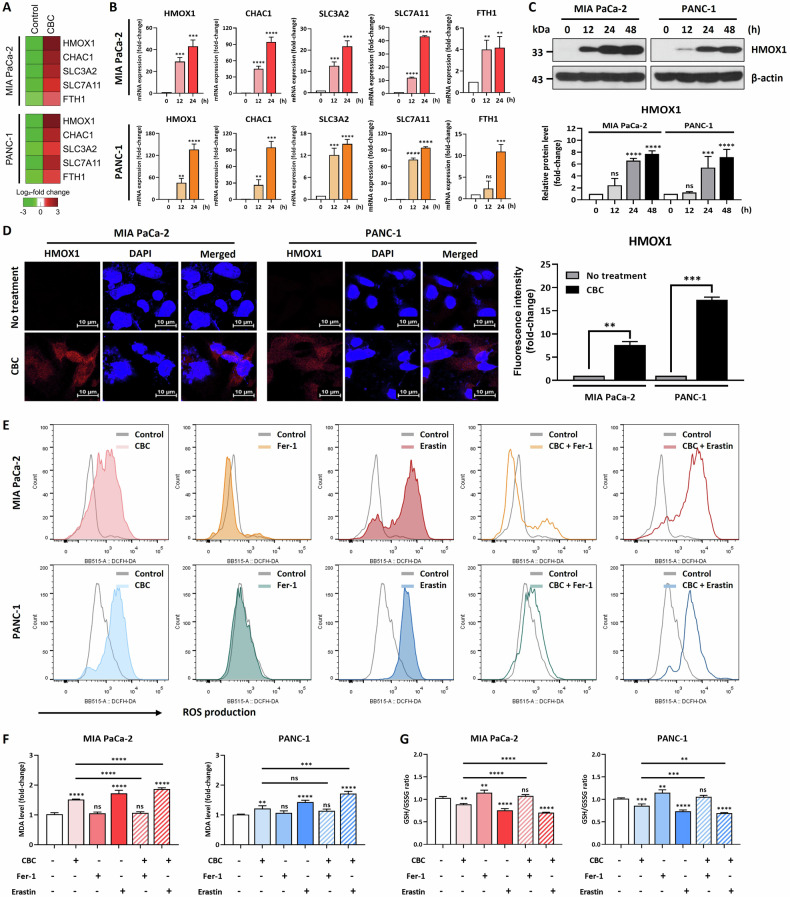 Cannabichromene (CBC) treatment induces cell death via a ferroptosis-related signaling pathway.A Heatmap of ferroptosis-related genes, obtained from mRNA-seq data. B Quantitative PCR analysis of ferroptosis-related genes, performed using CBC-treated pancreatic cancer cells. HMOX1, CHAC1, SLC3A2, SLC7A11, and FTH1 levels were quickly increased by CBC treatment at the transcriptional level. C Western blot analysis showed that HMOX1 protein expression was upregulated by CBC treatment. The graphs were obtained from densitometric data for western blot images. Results are expressed as mean ± SD (n = 3). Statistical analysis was performed with one-way ANOVA followed by Dunnett’s multiple comparison test, with P < 0.01 or P < 0.001 vs. 0 h. D Increased HMOX1 protein expression examined by performing an immunostaining experiment. Statistical significance was determined using Student’s t test, with P ≤ 0.05. E We performed flow cytometric analysis using H2DCFDA to measure the reactive oxygen species (ROS) level after CBC treatment. The ROS level was increased in CBC-treated pancreatic cancer cells but slightly restored after combined treatment with CBC and ferrostatin, a ferroptosis inhibitor. However, the ROS level was severely increased after combination treatment with CBC and erastin, a ferroptosis inducer. F Lipid peroxidation in pancreatic cancer cells was examined after CBC treatment. The malondialdehyde (MDA) level was increased in CBC-treated cancer cells but downregulated after combined treatment with CBC and ferrostatin. However, the MDA level was severely increased after combination treatment with CBC and erastin. Results are expressed as mean ± SD (n = 3). Statistical analysis was performed with one-way ANOVA followed by Dunnett’s multiple comparison test, with P < 0.01 or P < 0.001 vs. no treatment. G The GSH/GSSG ratio was examined using a GSH kit. All data are similar to the data obtained from the ROS and lipid peroxidation analysis. Statistical significance was determined using Student’s t tests, with p-values ≤ 0.05 indicating statistical significance. Results are expressed as mean ± SD (n = 3). Statistical analysis was performed with one-way ANOVA followed by Dunnett’s multiple comparison test, with P < 0.01 or P < 0.001 vs. no treatment. MIA PaCa-2 and PANC-1 cells were treated with 35 μM and 30 μM CBC, respectively. Additional treatments included 10 μM ferrostatin-1 (Fer-1) and erastin.