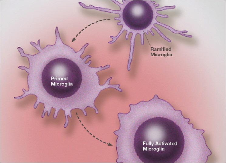 Illustration of the stages of microglial activation from a resting (ramified) state, to a primed state and finally to a fully activated phenotype. The exact phenotype and physiology of each stage of activation is determined by a number of extraneuronal molecules and environmental conditions