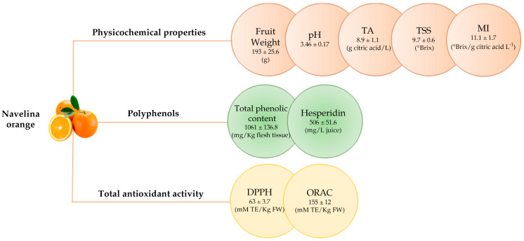 Physicochemical properties, polyphenols content and total antioxidant activity of Navelina orange. All data are reported as mean value ± standard deviation of six samples. TA: Titratable Acidity; TSS: total soluble solids; MI: maturity index; DPPH: 2,2-diphenyl-1-picrylhydrazyl test; ORAC: oxygen radical absorption capacity test.