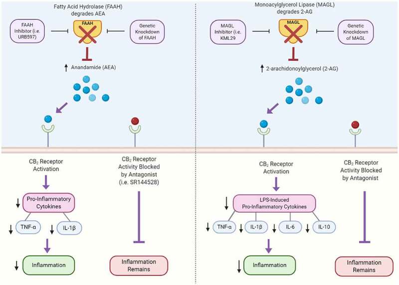 Anti-inflammatory signaling downstream of CB2 receptor activationCB2 receptor activation by endocannabinoids, AEA and 2-AG, inhibit inflammation through reduced LPS and proinflammatory cytokines. While contradictory to the pro-inflammatory roles of endocannabinoids, in some settings it has been shown that inhibition of FAAH and MAGL (key enzymes that degrade endocannabinoids) can drive inflammation. These effects are CB2 receptor-dependent, as shown by the loss of anti-inflammatory effects through CB2 receptor blockade using CB2 antagonists (i.e. SR144528), whereas blockade of CB1 has no effect. Created with BioRender.com