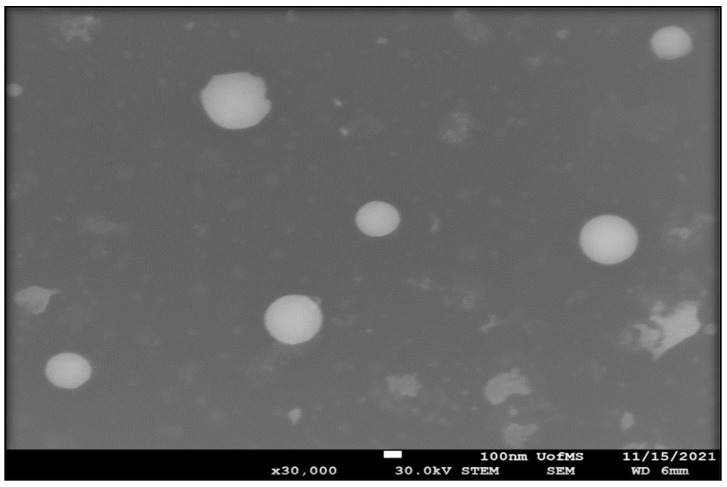 STEM micrograph of CBD-NEC formulation.