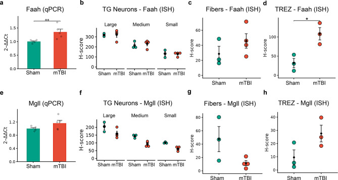 mTBI-induced changes in the gene expression of eCB hydrolyzing enzymes (Faah/Mgll) present in the trigeminal ganglion (TG). (a) Comparison of relative expression (qPCR) of Faah from the whole TG between sham and mTBI groups. (b-d). Dot plots comparing Faah H-score (ISH) between sham and mTBI, from (b) 3 morphometric classes (large, medium and small) of TG neurons, (c) fibers within the TG and (d) trigeminal root entry zone (TREZ). (e) Relative expression (qPCR) of Mgll between sham and mTBI groups. (f-h) Comparison of ISH Mgll H-score between sham and mTBI groups in the TG neurons (f), fibers in the TG (g) and TREZ (h). Relative expression data (bar graphs) are presented as mean ± SEM (n = 5–7 mice/group). Dot plots representing H-scores are presented as mean ± SEM (n = 3–4 mice/group). * p < 0.05, **p < 0.01, *** p < 0.001 and **** p < 0.0001