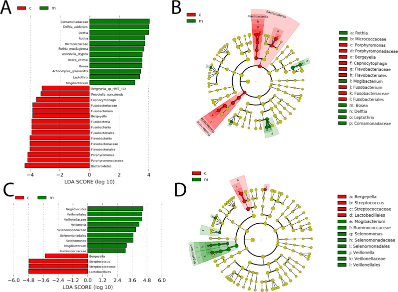 Taxa identified as distinct between marijuana, M, and control, C, groups at the two sites using LEfSe analysis. (A) LDA scores show significant differences in bacteria at the lateral border of the tongue in the marijuana and control nonusers. (B) Cladogram constructed shows the phylogenetic distribution of the differentially abundant taxa. (C) LDA scores show differences at the oral pharynx in the marijuana group and the controls. (D) Cladogram reveals phylogenetic distribution of differentially abundant taxa at the oral pharynx site in the marijuana and control groups.
