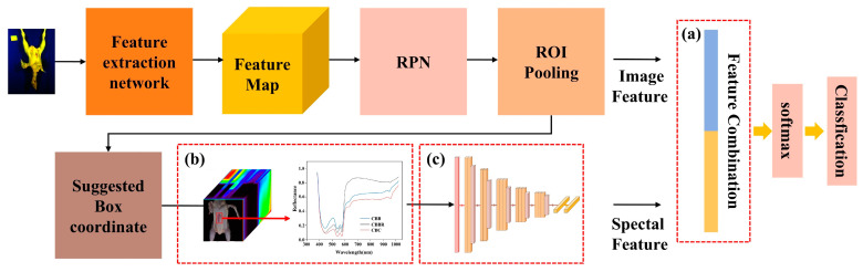 The structure of the Faster R-CNN CBD classification model, which uses multidimensional data: (a) the feature fusion layer; (b) the spectral data extraction module; (c) the 1-D CNN CBD classification model for one-dimensional feature extraction.