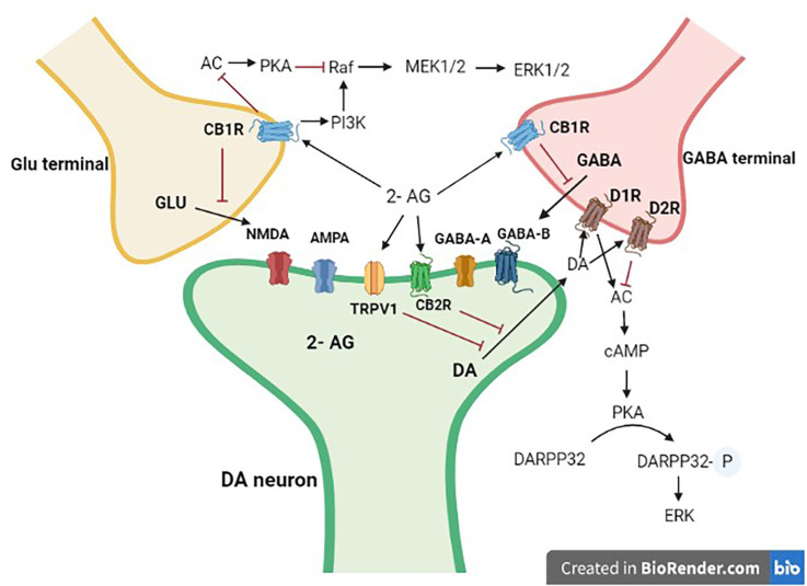 Interaction of mid-brain dopaminergic neurons with GABA and Glutamate terminals. Dopaminergic projections from the mid-brain VTA and the SN target postsynaptic glutamatergic and GABAergic axon terminals. 2-AG, 2 arachidonoyl glycerol; Glu, glutamate; DA, dopamine; GABA, γ-aminobutyric acid; CB1R, cannabinoid type 1 receptor; CB2R, cannabinoid type 2 receptor; D1R, dopamine type 1 like receptors; D2R, dopamine type 2 like receptors. Black arrows are stimulatory, whereas red ones are inhibitory.