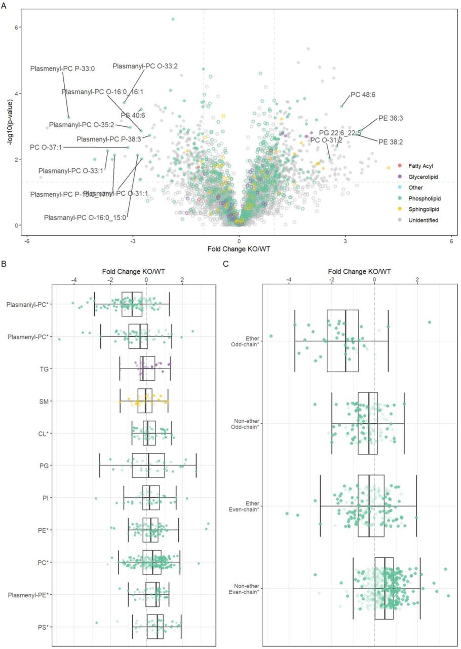 Lipidomics of OCIAD1 KO whole cells.Corresponding to Figure 1.