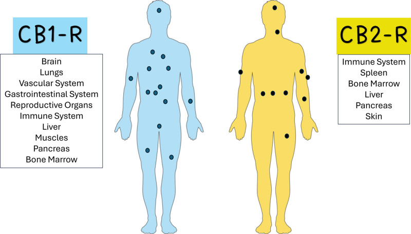 Distribution of cannabinoid receptors. CB1: The majority of CB1 receptors are expressed in the brain. Still, they are also located in other organs and tissues, such as the lungs, vascular system, gastrointestinal system, reproductive organs, immune system, liver, pancreas, muscle, and bone marrow, where they modulate local tissue functions. CB2: The principal expression of CB2 is in the immune system, such as the spleen and bone marrow, where it shows immunomodulatory functions and other tissues (liver, pancreas, and skin).