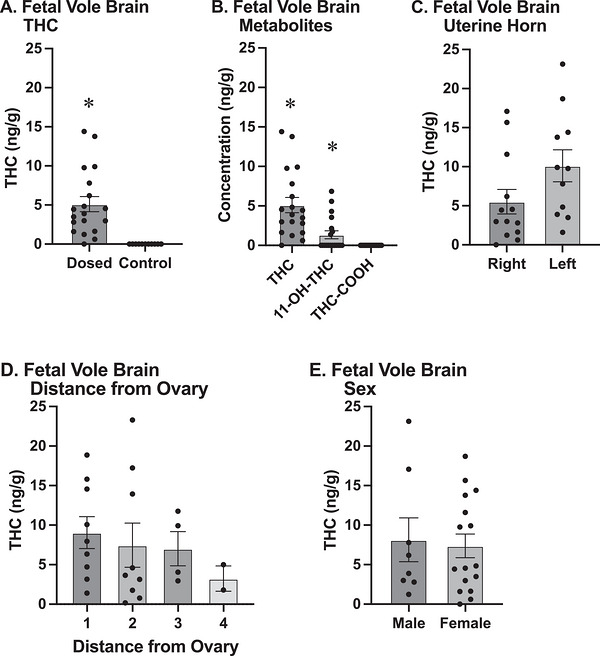 (a) THC concentration (measured in ng of THC per g of tissue) in the brains of dosed (left) versus control (right) fetuses. There was significantly higher THC concentration in the brains of dosed subjects compared to control subjects, and no THC was detected in the brains of any of the control subjects. (b) THC and metabolites in the fetal brain. Both THC (left) and 11‐OH‐THC (center) were found at significantly higher levels than COOH‐THC (right) in the brains of fetuses dosed with THC. (c) The concentration of THC in the brains of vole fetuses found in the left uterine horn (right) did not differ from that in the right uterine horn (left). (d) Fetal position in the uterine horns was identified based on distance from the ovary, with 1 being adjacent to the ovary and higher numbers being progressively closer to the vaginal canal. THC concentration in fetal vole brains did not differ based on position within the uterine horn. (e) THC concentration in the brains of dosed fetuses in relation to sex. There was no difference in THC concentration in the brains of male and female fetal subjects. The asterisk (*) indicates that the value is significantly different from all other groups.