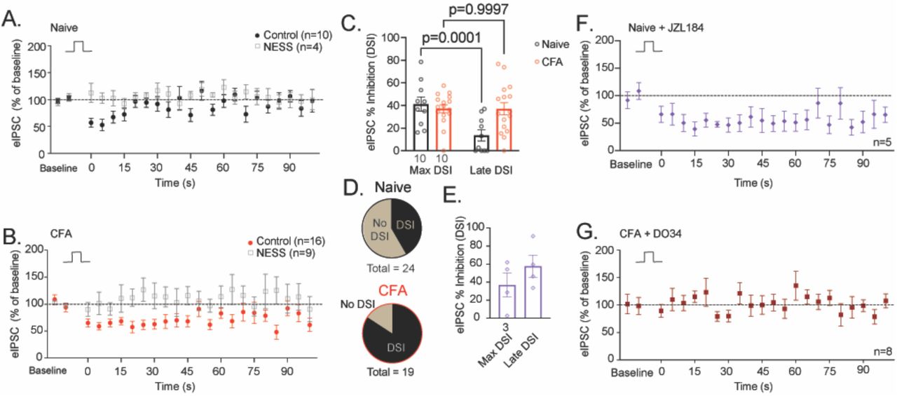 Persistent inflammation increases 2-AG activity at the CB1R. (A) Summary of DSI (5s; +20 mV) in tissue from naïve rats (black circles; n=10 recordings from 10 rats). DSI is blocked by NESS (0.5μM; gray open boxes; n=4 recordings from 3 rats) (B) Summary of DSI in tissue from CFA-treated rats (red dots; n=16 recordings from 10 rats). DSI is blocked by NESS (0.5μM; gray open boxes; n=9 recordings from 5 rats).(C) Quantification of eIPSC % inhibition at max DSI and late DSI in vlPAG tissue from naïve (black) and CFA-treated (red) animals (2-way repeated-measures ANOVA: main effect DSI length: F(1,24)=14.5; p=0.0009; interaction DSI length x CFA: F(1,24)=14.3; p=0.0009; Šídák post-hoc test). (D) Proportion of patched neurons that respond to DSI. In slices from naïve rats, after depolarization 10 neurons exhibited DSI and 14 did not. In slices from CFA treated rats, 16 exhibited DSI and 3 did not. The proportion of neurons that produced DSI was significantly higher in slices from CFA-treated slices (Fishers exact test: p=0.006). (E) Quantification of eIPSC % inhibition at max DSI and late DSI in vlPAG tissue from naïve animals incubated in MAGL inhibitor JZL184 (1 μM, >1h). (F) Summary of DSI in tissue from naïve rats after incubation in JZL184 (1 μM, >1h). (G) Summary of DSI in tissue from CFA-treated rats incubated in DAGLα inhibitor, DO34 (1 μM incubation; >1h). Dots represent individual recordings, numbers below the bar represent number of animals; error bars represent SEM.