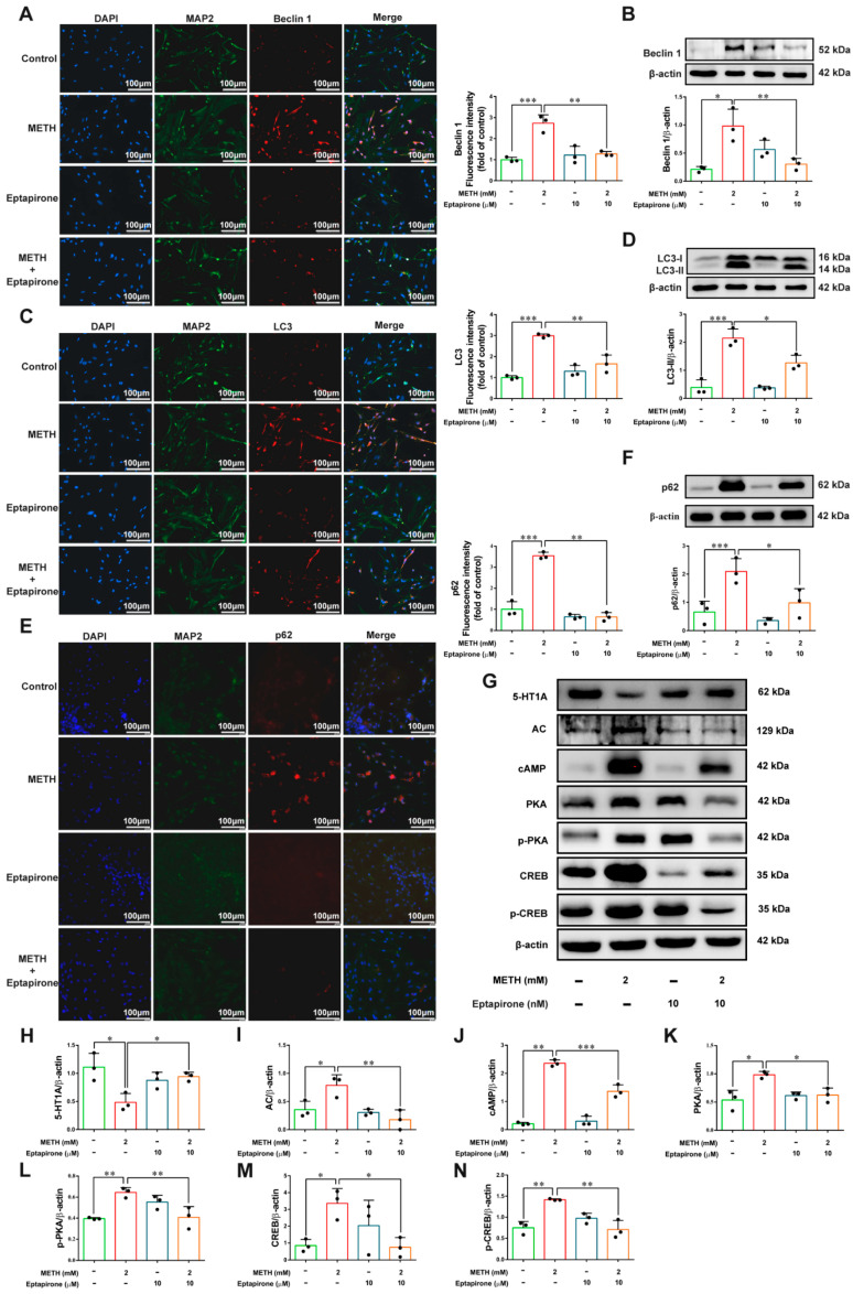 Activation of 5-HT1A receptors attenuates METH-induced autophagy and alters the expression of pathway molecules in primary neurons. (A–F) Immunofluorescence staining and Western blot analysis of Beclin-1, LC3 and p62 expression. (G–N) Western blot detection and quantitative analysis of 5-HT1A, AC, cAMP, PKA, p-PKA, CREB and p-CREB protein levels. Scale bar = 100 μm. Results are presented as means ± SD of three experiments. * p < 0.05, ** p < 0.01, *** p < 0.001; one-way ANOVA followed by Tukey HSD post hoc test.