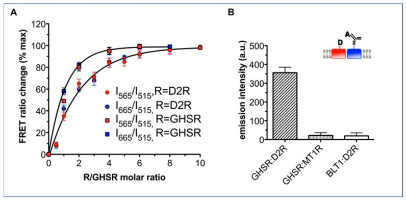 Specific heteromerization between GHS-R1a and D2R in proteoliposomes detected by FRET [141]. (A) The results of the FRET assay revealed a significant energy transfer signal between GHS-R1a and D2R, confirming that the two can interact directly within cells. (B) FRET screening revealed that GHS-R1a exhibits a strong interaction only with D2R, whilst no significant signal was observed with other GPCRs tested (such as MT1R and BLT1), highlighting the receptor specificity of this heterodimerisation. Adapted from Damian et al. [141] with permission.