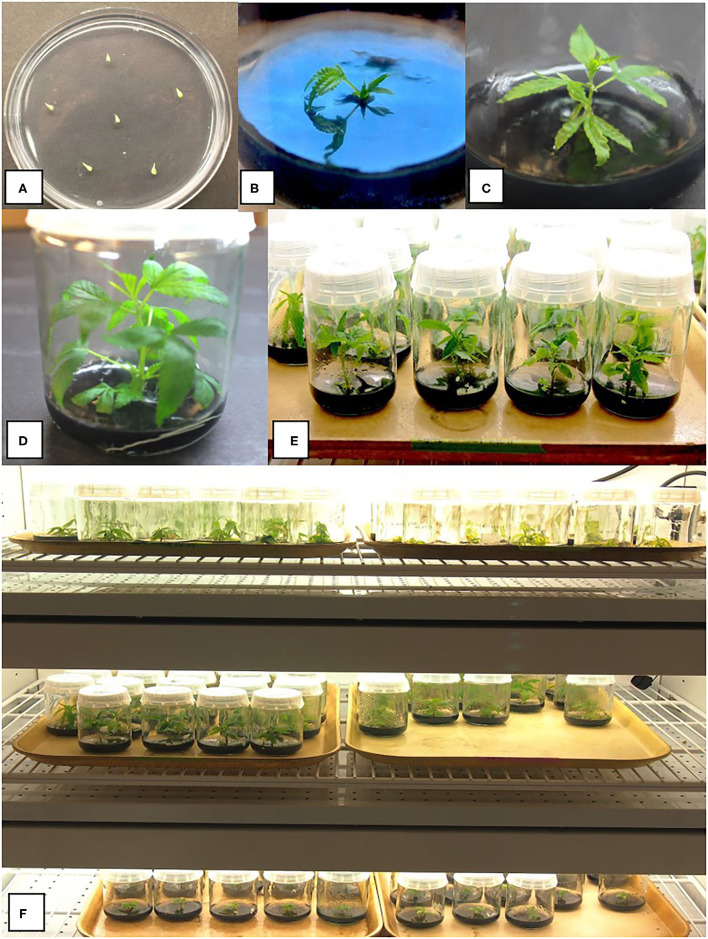 Various stages of growth of shoots derived from meristems of drug-type cannabis genotypes grown on a multiplication medium (MM) containing activated charcoal. (A) Meristem explants placed on an agar medium in a 90-mm Petri dish to show their small size. (B) Early shoot growth after 4 weeks in culture from a meristem. (C) Shoot growth after 8 weeks. (D,E) Shoot growth after 10 weeks from meristems. (F) Baby food jars containing meristem explants at different stages of development in a controlled environment growth chamber. A number of different strains are shown. Conditions of incubation are described in the Methods section.