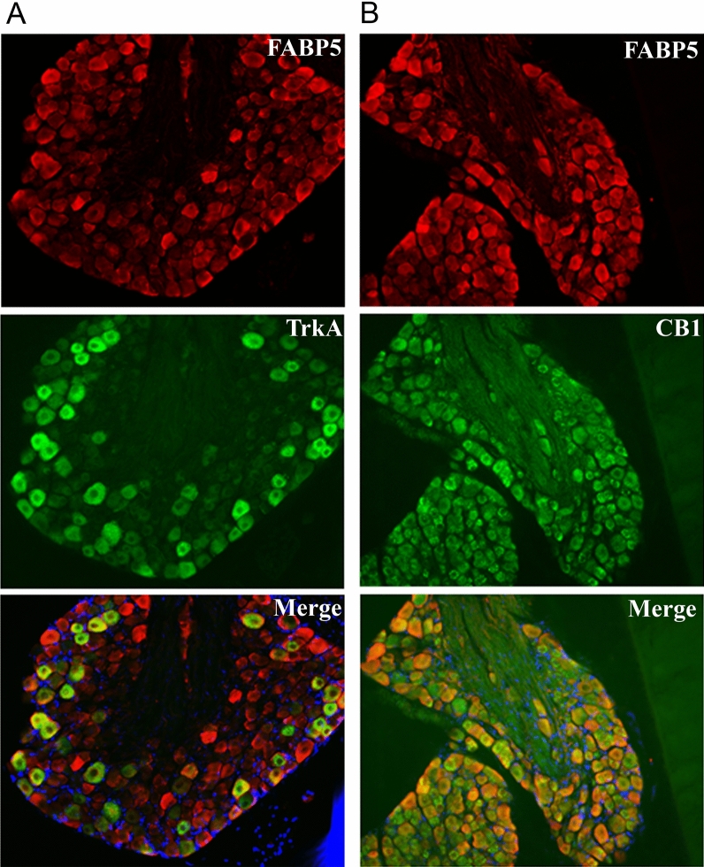 Co-expression of FABP5 with (A) TrkA and (B) CB1 in DRG neurons. Representative images of FABP5, CB1, and TrkA distribution in L4-L5 DRGs. DAPI is shown in blue.