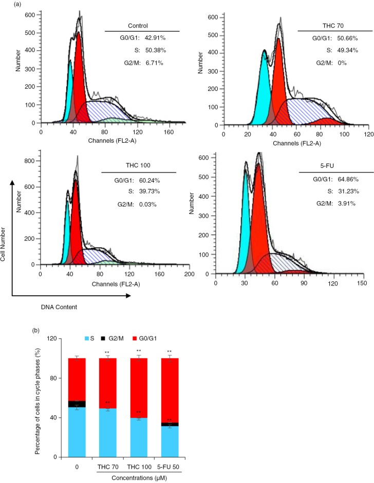 Effects of THC on MCF-7 cell cycle distribution. (a) MCF-7 cells were treated with the tested THC, and the collected cells were stained with propidium iodide (PI) for 24 h after fixation by 75% of ethanol, and analyzed for DNA content by flow cytometry. (b) Representative histograms of DNA content and cell cycle phases (G0/G1, S, and G2/M) in MCF-7 cells treated with 70, 100 µM THC and authorized 5-FU (50 µM) was used as positive control for 24 h, as shown. Horizontal and vertical axes indicate the relative nuclear DNA content and number of cells, respectively. Ratios of various cell cycle phases including G0/G1, S, and G2/M were presented. Data were shown as the means mean±SD, *p<0.05 and **p<0.01 as compared to control.