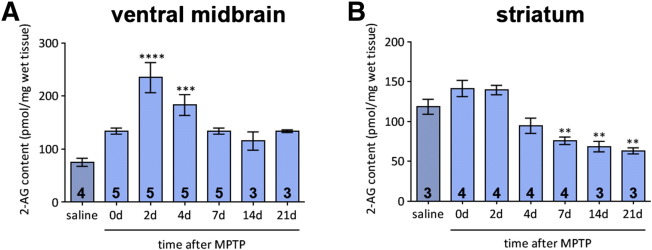 Time-course of 2-AG levels measured by mass spectrometry in the ventral midbrain and striatum of mice following sub-chronic MPTP treatment. (A) 2-AG levels in the ventral midbrain increase following MPTP administration, showing a significant increase between 2 and 4 days after treatment, before returning to control levels. One-way ANOVA: F(6, 23) = 9.881, p < 0.0001. (B) Striatal levels of 2-AG show no initial increase and decline steeply between 7 and 21 days after MPTP treatment. One-way ANOVA: F(6, 22) = 16.80, p < 0.0001. Data are mean ± SEM, n — numbers per time-point displayed on bars. ** p < 0.01, *** p < 0.001, **** p < 0.0001, compared to saline group (Dunnett's post hoc test) (d — days following the end of MPTP treatment (30 mg/kg daily administration)).