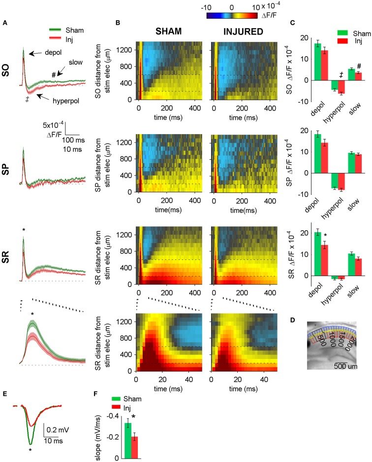 Hyperpolarizing shift in SR-evoked responses after injury. (A) Group average VSD signal shows decreased depolarization in SR (lower two panels), increased hyperpolarization in SO (upper panel) after injury. Average traces for sham (n = 25) and injured (n = 22) calculated from region indicated in (D) below. Shaded region for each plot in this and subsequent figures indicates mean ± SE. Bottom panel shows lower middle panel on expanded time scale. (B) Group average raster representation of sham (n = 25) and injured (n = 22) VSD responses. Each point in the raster shows the average fluorescence signal, ΔF/F, for the segment at the indicated distance from stimulating electrode, and at the indicated time. A row shows all time points for a given segment; a column shows all segments at a given time. Note decreased depolarization in SR (fewer red pixels, middle and lower panels), increased hyperpolarization in SO (more blue pixels, upper panels). Bottom panels show middle panels on expanded time scale. Note increased hyperpolarization in SO (more blue pixels starting at approximately 20 ms). Horizontal dotted lines indicate raster region corresponding to multi-segment analysis region (segments 3–6). Bottom panels show lower middle panels on expanded time scale. (C) Group data showing significant hyperpolarizing shift in fast depolarization in SR and hyperpolarization in SO. Simultaneous field potential recordings in SR were also significantly smaller after injury (E). (D) Representative slice showing segmentation used for rasters (SO segments in blue, SP segments in yellow, SR segments in red), and region used to calculate average traces and perform statistics (black outline around segments 3–6). The symbols * and ‡indicate significant differences (P < 0.05) in the fast depolarization and hyperpolarization respectively. (E) Representative field potentials from two individual slices recorded during VSD trials (SR stimulation and recording). The field potential from the representative injured animal slice is smaller than the field potential from the representative sham animal slice. (F) Group average statistics for field potentials recorded during VSD trials indicate a significant decrease after injury (sham −0.334 ± 0.043 mV/ms, n = 23; injured −0.206 ± 0.036 mV/ms, n = 22; P = 0.025). Asterisks denote significant difference in (E,F). SO, stratum oriens; SP, stratum pyramidale; SR stratum radiatum; Inj, Injured. Stimulus: 100 μA for both VSD and field potential recordings.
