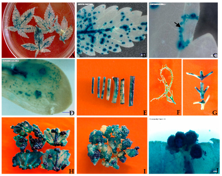 Histochemical GUS assays were performed on different transformed explants of Cannabis sativa L. Explants were transformed with the binary vector pCAMBIA1304 via Agrobacterium tumefaciens (strain GV3101). After 3 days of co-cultivation, histochemical staining for the GUS activity was performed to measure transient gene expression. The dark-blue-stained tissue indicates the presence of GUS activity. The experiments were repeated three times. (A) Three-week-old fully expanded wounded leaves using screen; (B) high-magnification (10 × 20; scale bar = 1.0 mm) image showing dark blue staining in three-week-old leaf tissues; (C) β-glucuronidase (GUS) gene expression in a single cell and multiple cells in leaf tissues. The arrow indicates the expression of the GUS gene in single to multiple cells in leaf tissues. (magnification = 10 × 100; scale bar = 100 µm); (D) seven-day-old seedling cotyledon with transient β-glucuronidase expression, indicated by dark blue staining at various levels (magnification = 10 × 5); (E) Seven to fourteen-day-old seedling hypocotyl expressing the β-glucuronidase gene; (F) the GUS gene expression in fourteen -day-old seedling roots; (G) expression of the β-glucuronidase gene in fourteen -day-old seedling nodal part; (H) two-week-old leaf-derived embryogenic callus pieces expressing the β-glucuronidase gene; (I) three-week-old leaf-derived callus culture with evident GUS-carrying globular embryo development; (J) three-week-old leaf-derived globular-shaped embryo under high magnification showing β-glucuronidase gene expression.