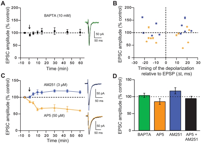 Pharmacological characterization of SDDP.(A) sdLTD and sdLTP are Ca2+-dependent. Mean effects of BAPTA for −50<Δt<+50 ms post-pre and pre-post SDDP sequences. When MSNs were loaded with BAPTA (10 mM, in whole-cell pipettes), SDDP protocols did not induce any long-term synaptic efficacy changes (+4.2±9.1%, n = 6, −50<Δt<+50 ms), indicating that the SDDP is Ca2+-dependent. The absence of synaptic efficacy changes is also illustrated by representative EPSCs evoked before (black traces) or 60 minutes after SDDP sequences (green trace). (B) Pharmacology of SDDP was explored for −30<Δt<+30 ms (each symbol represent one MSN, mean±SEM measured 60 minutes after cellular conditioning protocol). AP5 treatment (orange diamonds, n = 10) induces mainly sdLTD for post-pre and pre-post sequences. Treatment with AM251 (purple dots, n = 8) leads to sdLTP or absence of plasticity. (C) Representative experiments illustrate the effect of treatments with AM251 or AP5. In presence of AP5 (orange trace), a sdLTD is observed (−35.6±8.1%) and with AM251 treatment (purple trace), a sdLTP is observed (+18.8±4.6%). Representative EPSCs evoked before (black traces) or 60 minutes after SDDP sequences (orange or purple traces) also illustrate the long-term plasticity observed in presence of AP5 (sdLTD) or in presence of AM251 (sdLTP). (D) Histograms of long-term synaptic efficacy changes in BAPTA (green bars, n = 6), AP5 (orange bars, n = 12), AM251 (purple bars, n = 10) and with co-administration of AP5 and AM251 (black bars, n = 4): synaptic plasticity was Ca2+-dependent, sdLTD was CB1 receptor-activation dependent and sdLTP was NMDA receptor-activation dependent. Postsynaptic depolarizations evoked during pharmacological experiments were not significantly different than those induced for post-pre and pre-post SDDP sequences (27.4±1.1 mV versus 27.9±0.9 mV, respectively).