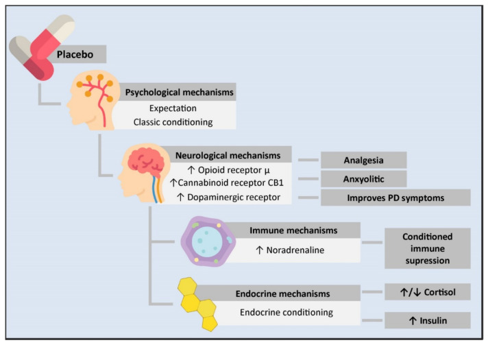 Psycho-neuro-endocrine-immune mechanisms of the placebo effect. The administration of a placebo generates a series of psychological and physiological changes in an individual. From the psychological standpoint, it can cause expectations or work as a conditioned stimulus. This is transmitted at the neurological level through an increase in the neurotransmission of μ opioid receptors in the rostral, pre and subgenual anterior cingulate cortex, the prefrontal dorsolateral cortex, the orbitofrontal cortex, the anterior insular cortex, the nucleus accumbens, the amygdala, the thalamus, and the periaqueductal substantia nigra. This mechanism is involved in placebo-mediated analgesia and anxiolytic responses. Likewise, there is an increase in the transmission of the CB1 cannabinoid receptor in placebo analgesia conditioned with non-opioid mechanisms and an increase in dopaminergic transmission in PD patients treated with placebos, leading to clinical improvement. On the other hand, the close communication between the CNS and the immune system allows for conditioned immune suppression. In this mechanism, the insulate cortex, the amygdala, the sympathetic nervous system as the main efferent pathway, and noradrenaline as the neurotransmitter responsible for immune suppression are involved. Likewise, a conditioned response in different components of the endocrine system has been observed. However, the mechanisms mediating this have not been described yet. PD: Parkinson’s disease.