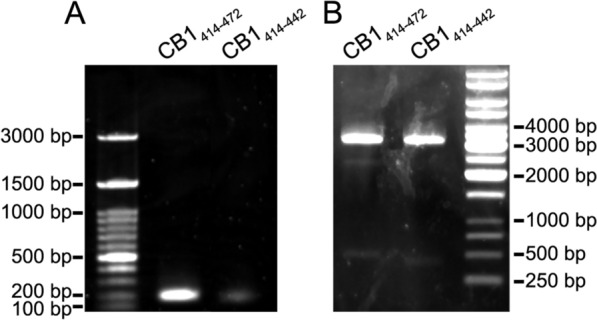Agarose gel electrophoresis of PCR products and transformants. A Agarose gel electrophoresis analysis of PCR amplicons coding for CB1414-472 and CB1414–442 fragments of the cytosolic tail of the human CB1 receptor with expected sizes of 191 and 101 bp, respectively. B BamHI/BsrGI restriction analysis of bacterial clones transformed with pCR-Blunt II-TOPO™ vector containing DNA inserts coding for CB1414–472 and CB1414–442 polypeptides. The restriction maps are consistent with DNA fragments inserted in forward orientation. Expected sizes (bp) of restriction fragments were 3174/493/43 and 3174/403/43 for plasmid with DNA inserts coding for CB1414–472 and CB1414–442, respectively