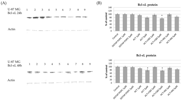 The impact of the nanoformulations on the level of Bcl-xL protein in U-87 MG cells. Panel (A) presents the representative immunoblots for the analysis of Bcl-xL protein. Panel (B) shows the densitometric analysis of Western blot results, which shows relative protein expression levels normalized to the control group. Data are presented as mean ± SEM from three independent experiments, expressed as fold change versus control. Statistical significance was assessed using Dunnett’s multiple comparisons test (* p < 0.05).