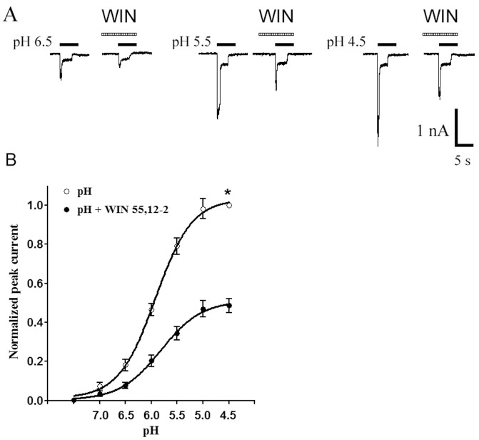 Concentration-response relationship for proton with or without the pre-application of WIN55,212-2.A. Sequential currents evoked by different pH in the absence of WIN55,212-2 (WIN) and presence of WIN. B. The concentration-response curves for proton with or without WIN55,212-2 (10−7 M) pre-application. The concentration-response curve for proton with WIN55,212-2 pretreatment shifted downwards. Each point represents the mean ± SEM of 7–11 neurons. All current values were normalized to the current response induced by pH 4.5 applied alone (marked with asterisk).