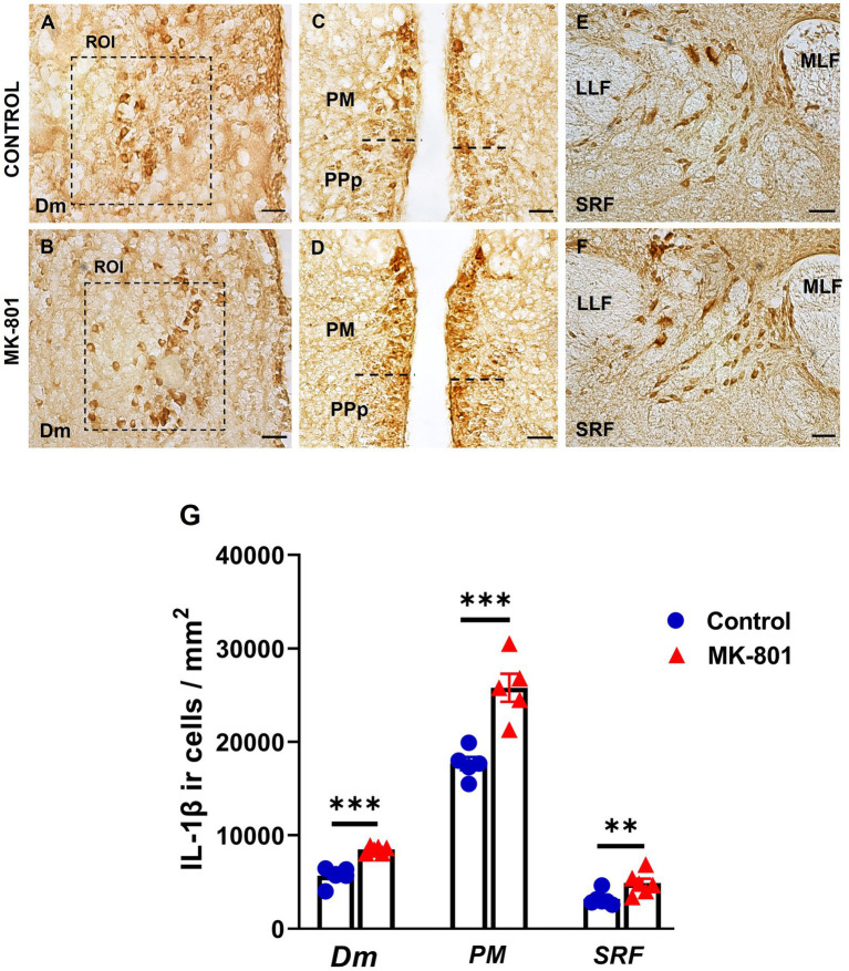 Excessive IL-1β expression within the SDMN and SRF, in MK-801 treated zebrafish displaying social withdrawal and anxiety-like behavior. (A–F) Representative staining for IL-1β in (A,B) medial zone of the dorsal telencephalic area (Dm), (C,D) magnocellular preoptic nucleus and (E,F) superior reticular formation (SRF) of control and MK-801 treated fish. Scale bar: 25 μm. (G) The density of IL-1β positive cells were significantly increased in MK-801 treated zebrafish, in Dm, PM and SRF, compared to control group. Bars represent the number (mean ± SEM) of IL-1β positive cells. n = 5 per experimental group. **p ≤ 0.01, ***p ≤ 0.001, compared to control group.