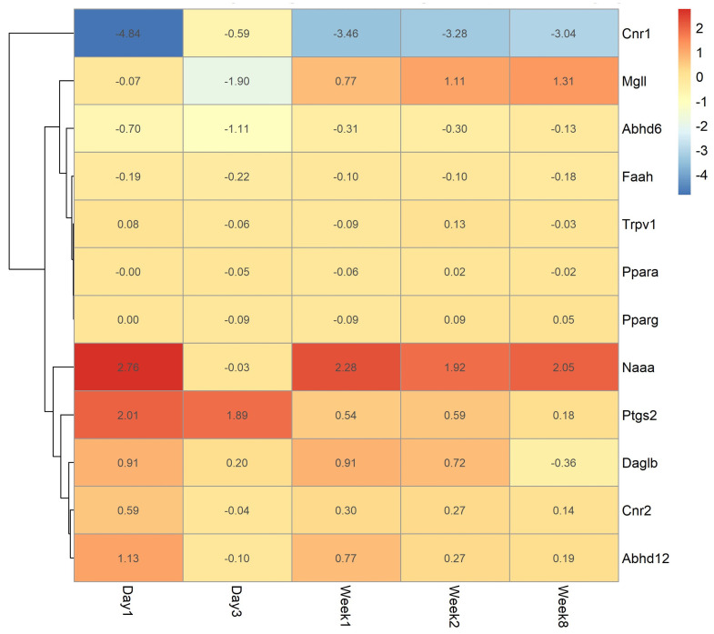 Heatmap of ECS-related gene expression changes in the rat SCI discovery cohort (GSE45006). Heatmap showing log fold-change (logFC) values of ECS-associated genes across Day 1, Day 3, Week 1, Week 2, and Week 8 after SCI relative to sham controls. Red indicates upregulation and blue indicates downregulation. Cnr1 demonstrated persistent downregulation throughout the post-injury period, whereas Naaa showed sustained upregulation. Ptgs2 exhibited early upregulation predominantly during the acute phase, while Mgll showed dynamic temporal remodeling characterized by early downregulation followed by positive logFC values at later time points. Hierarchical clustering was performed using Euclidean distance and complete linkage.