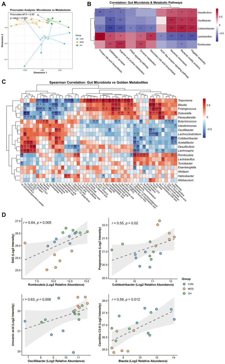 Panel A shows a Procrustes analysis scatter plot comparing microbiome and metabolome data among three groups, with each group represented by a distinct color; panel B presents a heat map of correlations between specific gut microbiota and metabolic pathways, using a color scale from blue (negative correlation) to red (positive correlation); panel C displays a clustered heat map of Spearman correlations between individual gut microbial genera and various metabolites, with color intensity reflecting correlation strength and asterisks indicating significance; panel D contains four scatter plots with regression lines, demonstrating positive correlations between selected bacterial genera and metabolites, with data points colored by group.