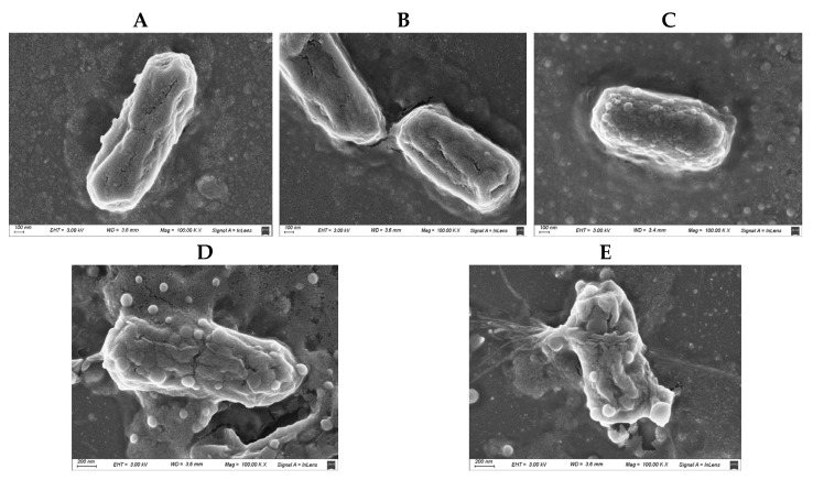 Scanning electron microscopy (SEM) images of Escherichia coli M15224 under different treatment conditions. (A) Untreated control; (B) cannabidiol (CBD) at the concentration used in synergy assays; (C) colistin at 0.25 × MIC; (D,E) CBD–colistin combination (synergy).
