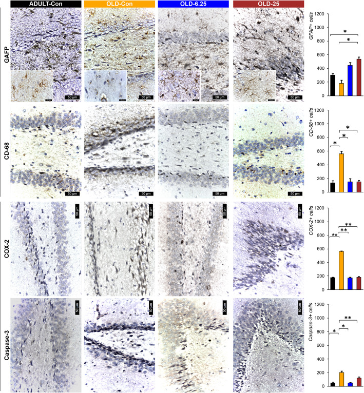 Representative immunohistochemical images show astrocytes and COX-2 expression in the DG and Ammon's horn (CA-1) regions. Quantification using GFAP and CD68 antibodies indicated an increase in small to medium-sized astrocytes with dark extensions in OLD-6.25 and OLD-Con, compared to ADULT-Con. In the OLD-Con group, astrocytes showed signs of degeneration, appearing as cellular debris or exhibiting markedly intense GFAP labeling. CD68-positive macrophages were predominantly observed in the OLD-Con group, where they presented elongated morphologies and strong nuclear and cytoplasmic staining, while fewer such cells were detected in the ADULT-Con, OLD-6.25, and OLD-25 groups. COX-2 immunoreactivity was relatively uniform across the ADULT-Con, OLD-6.25, and OLD-25 groups, with a notable increase observed in the OLD-Con group. ADULT-Con: the young adult control group; OLD-Con: the naturally aged control group; OLD-6.25: the Cannabixir® Medium Flos 6.25 mg/kg naturally aged group; and OLD-25: the Cannabixir® Medium Flos 25 mg/kg naturally aged group; GFAP: glial fibrillary acidic protein; COX-2: cyclooxygenase 2; CD68: microglial activation marker. Quantification of GFAP, CD68, and COX-2 positive cells in the hippocampal dentate gyrus across different groups. Bars represent the mean ± SEM. Statistical significance was assessed using the Student's t-test: * p < 0.05. Quantification of Caspase-3 positive cells in the hippocampal dentate gyrus across different groups. Bars represent the mean ± SEM. Statistical significance was assessed using the Student's t-test: * p < 0.05, ** p < 0.01