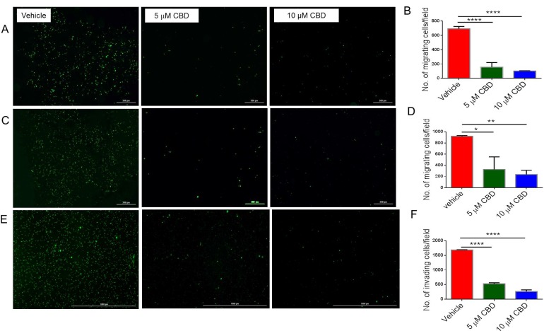 CBD inhibits cell migration, invasion and mitochondrial respiration of neuroblastoma cells(A) SH SY5Y cells (C) IMR-32 cells were cultured with vehicle, 5 µM, or 10 µM CBD and stained with Vybrant CFDA. Live cells were seeded per floroblock inserts of a 24-well plate. Cells were allowed to migrate for 24-hour. Next, cells were visualized using Cytation 5 microscope. Panel A and C show data from a representative experiment while (Panel B and D) show data from multiple experiments, respectively. (E) SH SY5Y cells were cultured as in Panel A with vehicle, 5 µM, or 10 µM CBD and live cells were seeded in matrigel-coated inserts for 24-well plate. Cells were allowed to migrate for 24-hour. Then cells were visualized using Cytation 5 microscope. Panel E shows data from a representative experiment while (Panel F) shows data from multiple experiments. Significance (p < 0.05) for all experiments was determined using one-way ANOVA and post-hoc Tukey’s test. Each experiment was repeated three times.