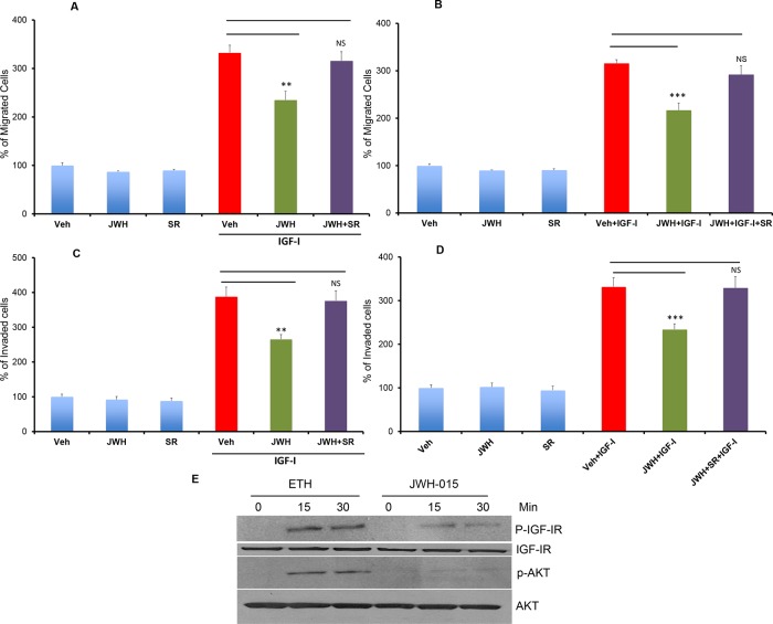 CNR2 activation inhibits IGF/IGF-IR signaling in ERα- breast cancer cellsSUM159 A. or MDA-MB231 B. cells were treated with JWH-015 for 24 hours and subjected to transwell migration assay in presence or absence of IGF-I (50 ng/ml) and specific CNR2 blocker SR-144528. SUM159 C. or MDA-MB231 D. cells were treated with JWH-015 for 24 hours and subjected to transwell invasion assay in presence or absence of IGF-I (50 ng/ml) and specific CNR2 blocker SR-144528. Number of migrated or invaded cells were counted and plotted as % of control. NS = non significant. E. SUM159 cells were treated with vehicle or JWH-015, stimulated with IGF-I (50 ng/ml) for 15 or 30 minutes then cell lysates were used for western blot analysis for the indicated proteins.