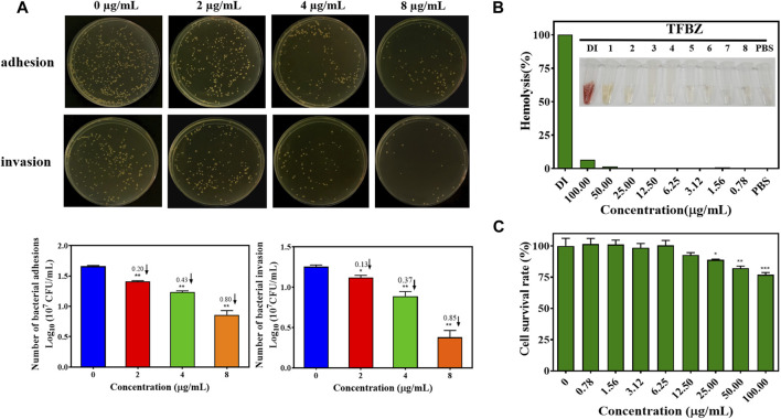 Effects of TFBZ on bacterial invasiveness and mammalian cell viability. (A) Colony photographs and average logarithmic changes of MRSA adhering to and invading into MCF-7 cells upon treatment with different concentrations of TFBZ (0, 2, 4, and 8 μg/mL) for 2 h. (B) Photographs and hemolysis rate of rabbit whole blood after incubation with different concentrations of TFBZ (0.78–100 μg/mL) for 2 h. (C) Cell viability of COS7 cells after incubation with different concentrations of TFBZ (0.78–100 μg/mL) for 24 h. Data are expressed as mean ± SD (n = 3). *p < 0.05, **p < 0.01, ***p < 0.001.