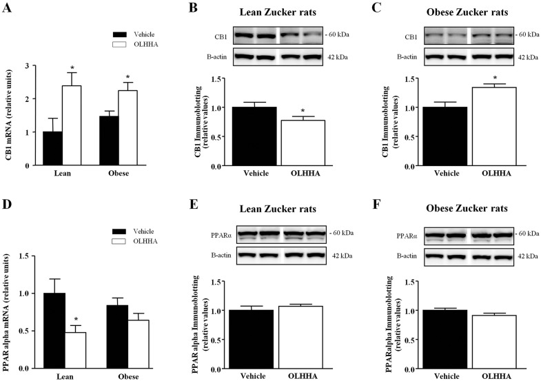 Effects of OLHHA on the mRNA and protein expression of CB1 and PPAR-α in the liver of Zucker rats. Relative mRNA levels and representative immunoblots with relative protein expression of CB1 and PPAR-α were determined in the lean and obese rats after a 15-day exposure to vehicle or OLHHA (5 mg kg−1, daily, i.p.). The mRNA expression of CB1 (A); and the immunoblots of CB1 and β-actin in both lean (B) and obese rats (C). The mRNA expression of PPAR-α (D); and the immunoblots of PPAR-α and β-actin in both lean (E) and obese rats (F). The bars are the means±s.e.m. (n=6-8 determinations per group). The data were analyzed using two-way ANOVA (treatment and genotype) and a post hoc test for multiple comparisons or Student's t-test. *P<0.05 denotes significant differences compared with the vehicle-treated rats.