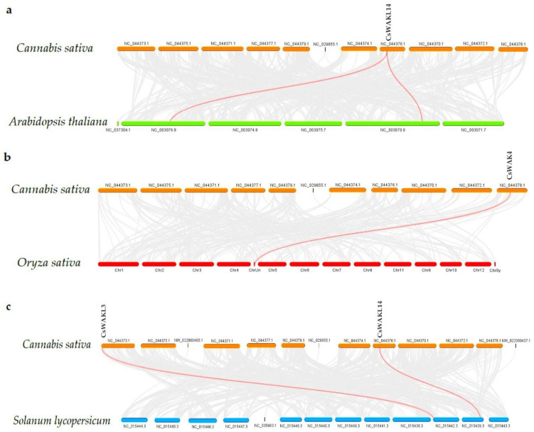 Synteny analysis of WAK/WAKL genes between Cannabis sativa and Arabidopsis thaliana (a); C. sativa and Oryza sativa (b); and C. sativa and Solanum lycopersicum (c). The red lines represent the syntenic WAK/WAKL gene pairs, whiles the grey lines represent the syntenic blocks within the two genomes.