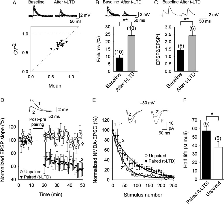t-LTD at CA3-CA1 synapses is presynaptically expressed. (A) CV analysis is consistent with presynaptic expression of t-LTD. Normalized plot of CV−2 versus mean EPSP slope yielded points along the diagonal following induction of t-LTD. Inset, Example traces during baseline and 30 min after induction of t-LTD. (B) Number of failures increased after t-LTD induction. Inset, Example traces during baseline and 30 min after induction of t-LTD. (C) PPR increased after t-LTD. Inset, Example traces during baseline and 30 min after induction of t-LTD. (D) EPSP slopes monitored in paired (black triangles) and unpaired pathway (white circles). Traces show EPSP before (1) and 30 min after (2) t-LTD induction protocol in the paired pathway. Only the paired pathway showed t-LTD. (E) NMDA receptor-mediated EPSC peak amplitudes monitored in the same cells after bath application of MK-801 at the end of the EPSP recordings shown in (D). A single exponential function was fitted to the experimental data in both pathways. A slower decay of NMDAR-EPSC amplitudes was observed in the paired pathway (black triangles) compared with the unpaired pathway (white circles). (F) The half-life was estimated from the fitted function for each individual experiment in paired and unpaired pathways. The error bars are SEM. *P < 0.05, **P < 0.01, unpaired Student's t-test. The numbers of slices are shown in parentheses.