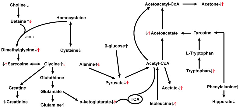 Schematic representation of the changed metabolic pathways in aged rats. ↑ represents significant up-regulations of metabolites in the model group compared with the control group, whereas ↓ indicates down-regulations. ↑ (red) represents significant up-regulations of metabolites in the hemp seed oil group compared with the model group, whereas ↓ (red) indicates down-regulations. BHMT: betaine-homocysteine S-methyltransferase, TCA: tricarboxylic acid cycle.