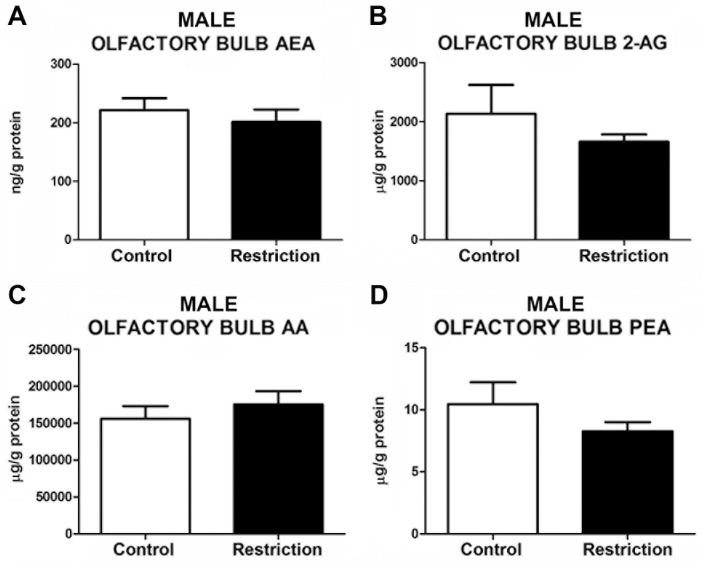 Endocannabinoid and endocannabinoid-related lipid levels in the olfactory bulb of male offspring at birth.Anandamide (AEA), 2-arachidonoylglycerol (2-AG), arachidonic acid (AA) and palmitoylethanolamide (PEA) levels in the olfactory bulb of male offspring (A-D) from control dams (n = 12) and calorie-restricted dams (n = 14) at birth (open bars and solid bars, respectively). Values are expressed as mean +/- SEM. Data were analyzed by Student´s t-test (A) or Mann Whitney´s U test (B, C, D): *p<0.05.