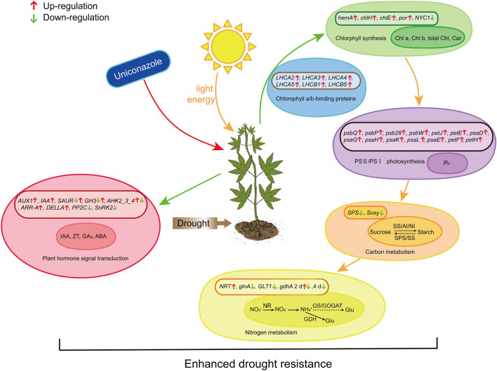 A hypothetical model of uniconazole on physiological and genome-wide gene expression profiling in industrial hemp seedlings under drought stress. The large ellipse indicates the whole metabolic pathway, the small ellipse represents physiological index, box means differentially expressed genes. The image was drawn by using Adobe Illustrator CC2020 (Adobe Systems Inc, San Jos, CA, USA).