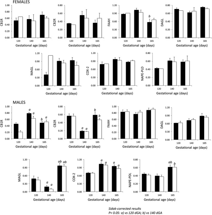 Ontogeny of the fetal cerebral endogenous cannabinoid system (ECS) CTR fed (filled) and MNR (open) male and female baboons at 120, 140 and 165 dG. Sidak‐corrected P < 0.05: a versus 120 dGA; b versus 140 dGA.